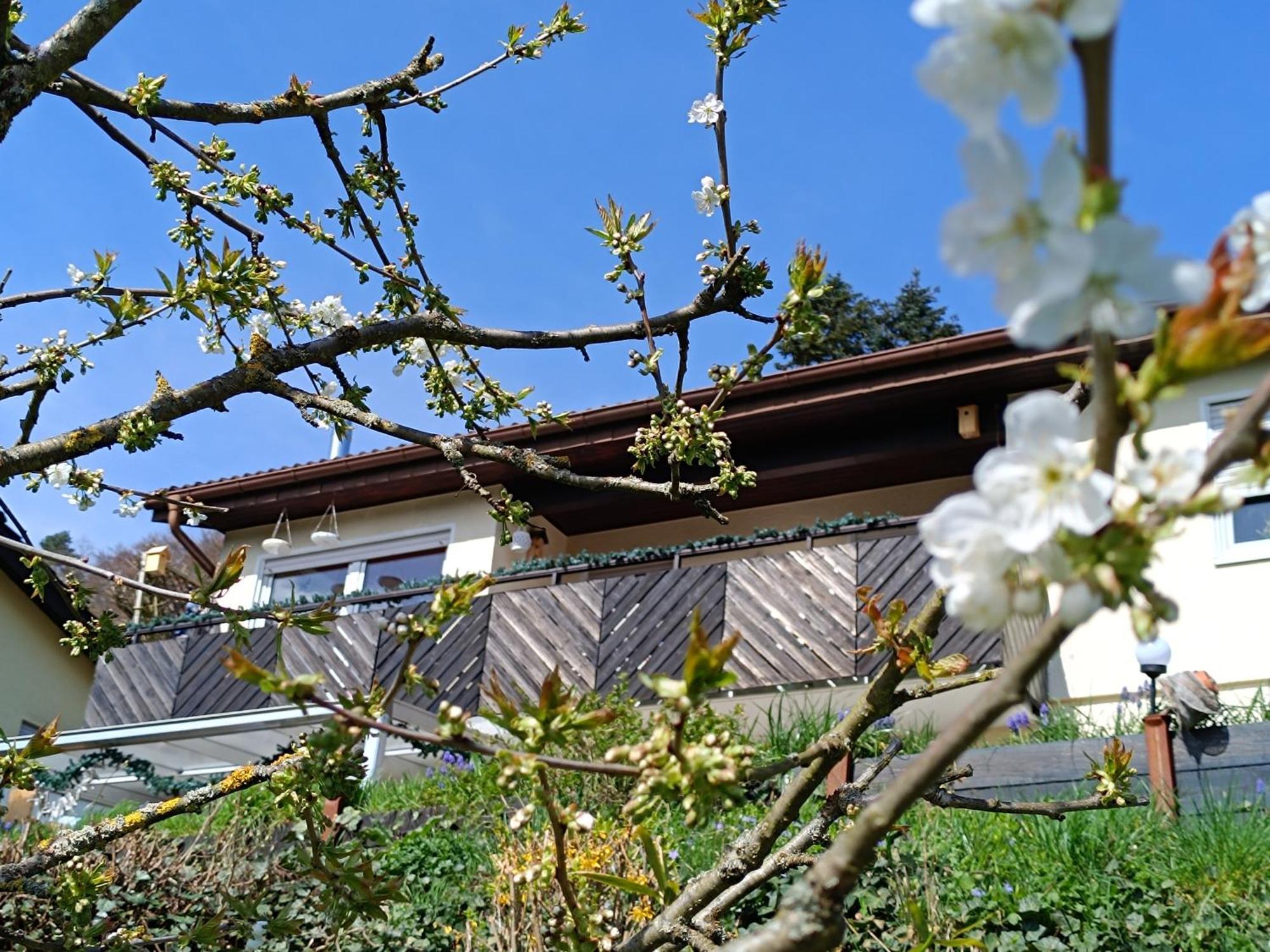 Ferienwohnung Zum Maerchenwald Bergfreiheit Exteriör bild